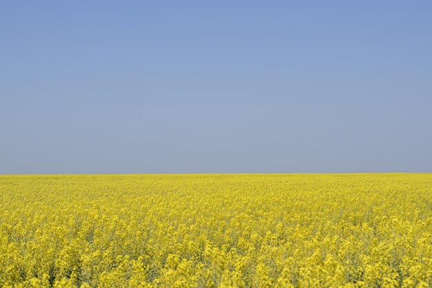 Rapeseed field Yellow rape flowers field landscape Blue sky and rape on the field