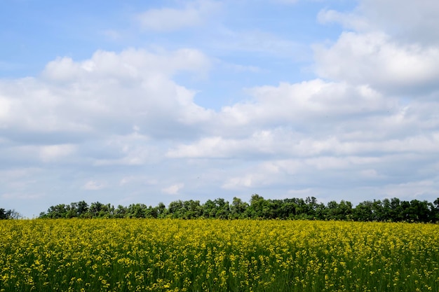 Photo rapeseed field yellow rape flowers field landscape blue sky and rape on the field