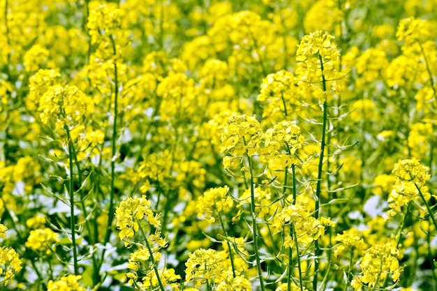 Campo di colza giallo