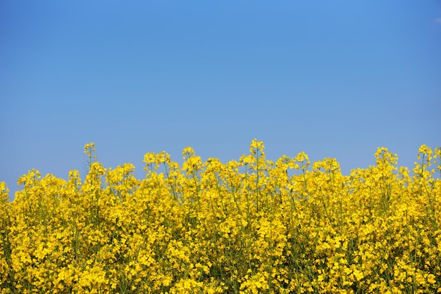 Rapeseed field