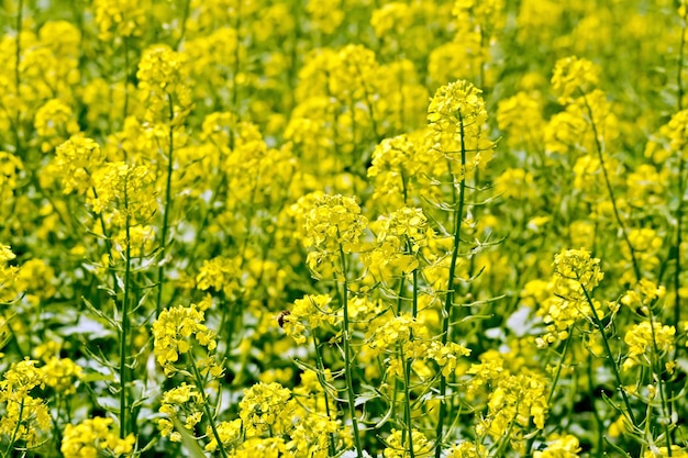 Rapeseed field