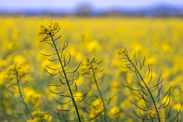 Rapeseed fields during flowering time in spring in the emporda area in girona catalonia