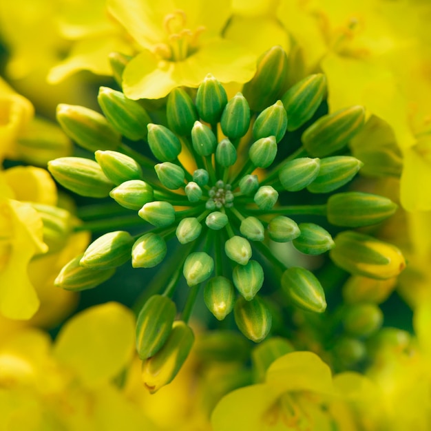 Rapeseed flower closeup selective focus Natural yellow floral background