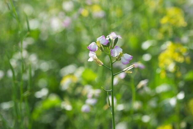 Rapeseed flower in the field closeup