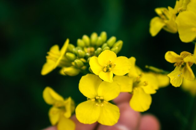 Rapeseed flower in a field at springtime colza brassica napus