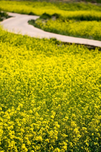 Rapeseed flowers on the field blossoms in spring time