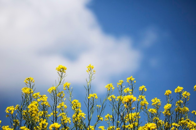 Rapeseed flowers on the field blossoms in spring time