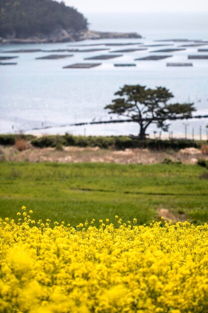 Rapeseed flowers on the field blossoms in spring time