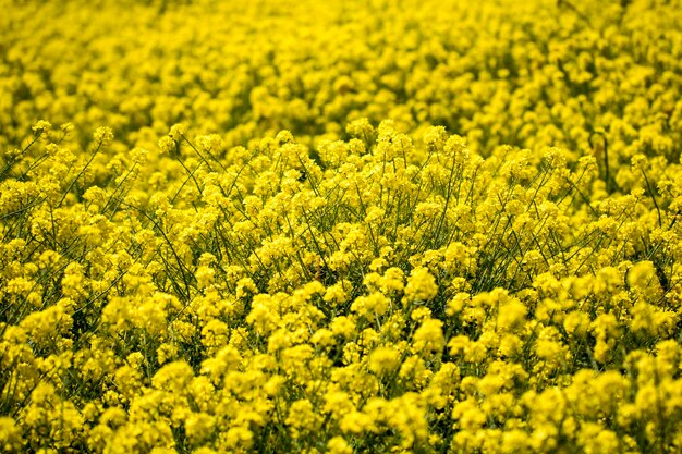 写真 春の野の花に菜の花