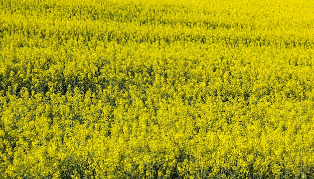 rapeseed flowers