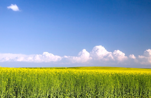 rapeseed flowers