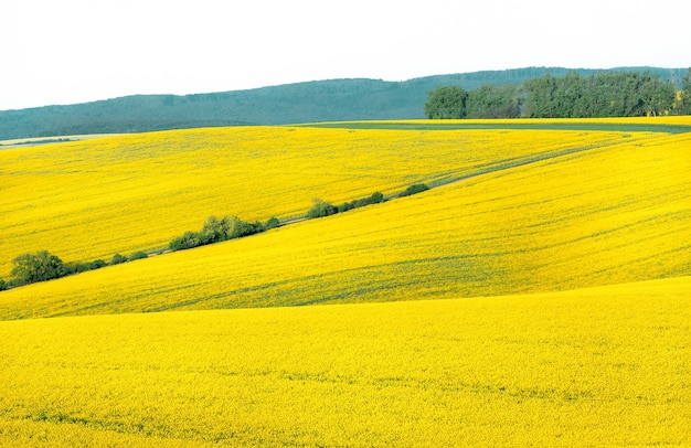 Foto paesaggio dei semi di colza in moravia repubblica ceca