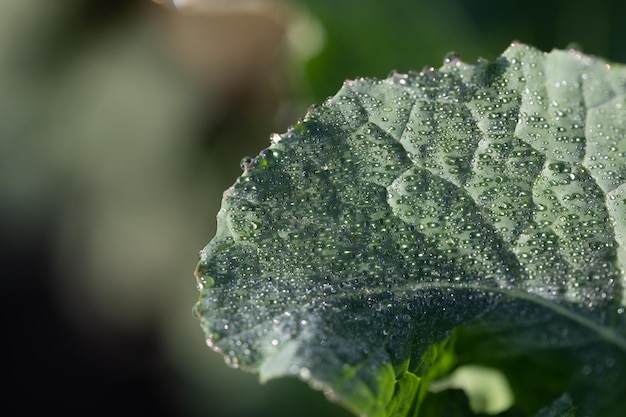 Fotografia macro di foglie di colza verdi vibranti da vicino