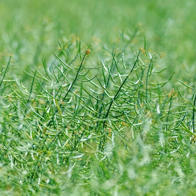 Photo rapeseed seed pods stems of rapeseed green rapeseed field