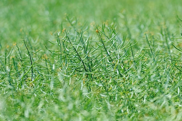 Baccelli di semi di colza steli di colza campo di colza verde