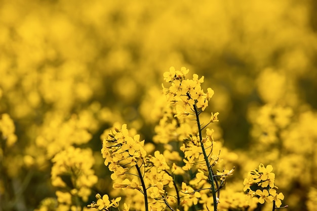 Rapeseed spring flowers