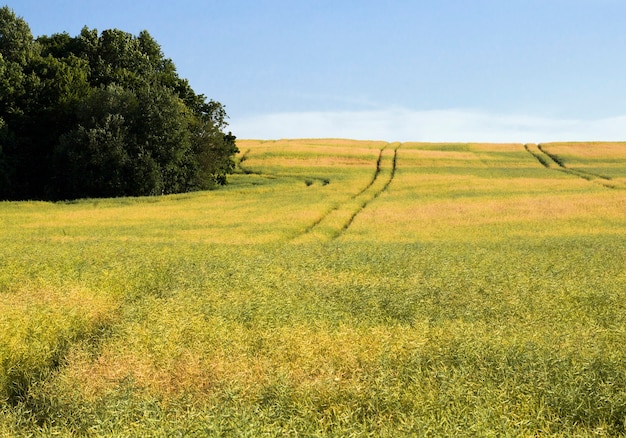 rapeseed in summer