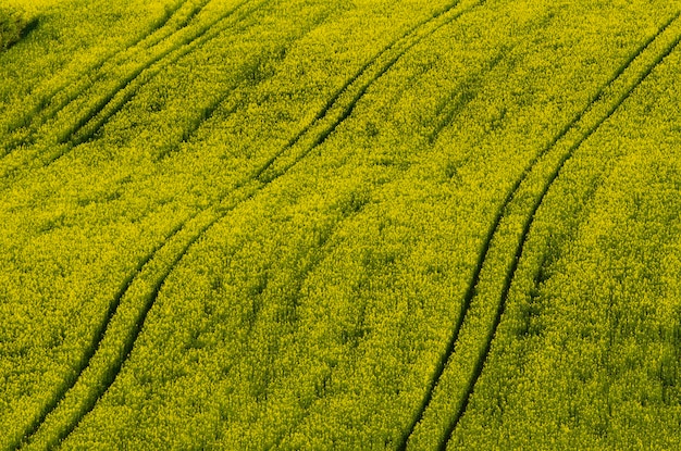 Фото Рапсовое желтое поле весной