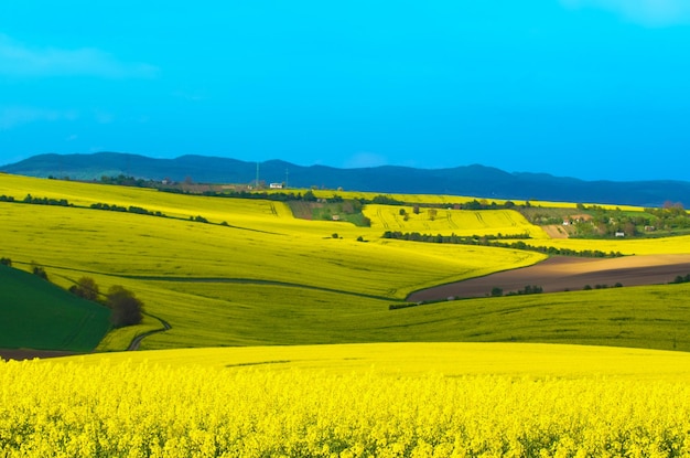 Rapeseed yellow fields in spring