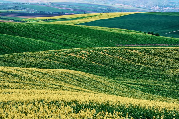 Rapeseed yellow green field in spring abstract natural eco seasonal floral background