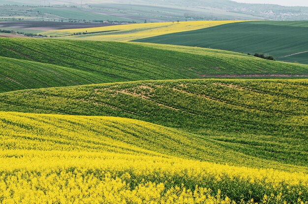 Rapeseed yellow green field in spring abstract natural eco seasonal floral background