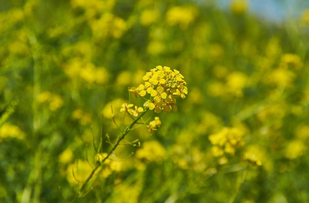 Rapeseed