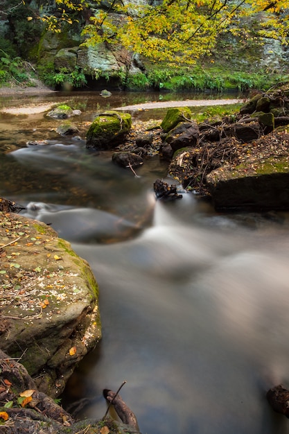 Rapids flowing along forest