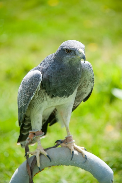 Foto uccello rapace