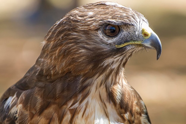 Foto aquila rapace, rapace diurno dal bel piumaggio e becco giallo