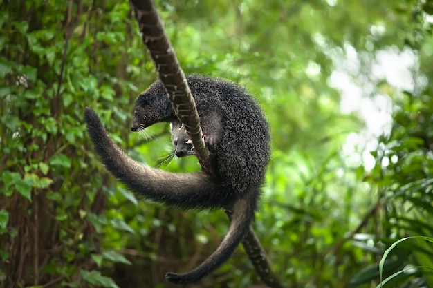 Photo rare and amusing animal of binturong