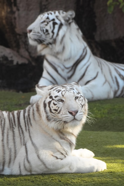 珍しい黒と白の縞模様の大人の虎
