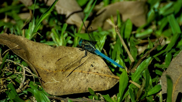 Rare Blue and Golden Dragonfly