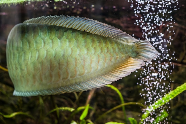 水族館で珍しいエキゾチックな巨大なアロワナ魚