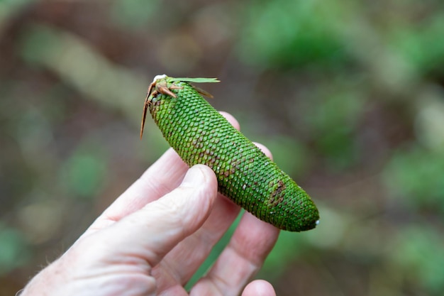 Rare fruit of the male pine araucaria angustifolia