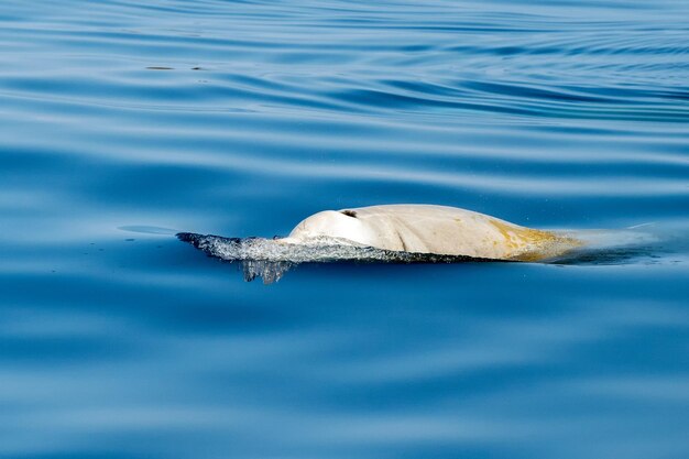 Rare goose beaked whale dolphin ziphius cavirostris