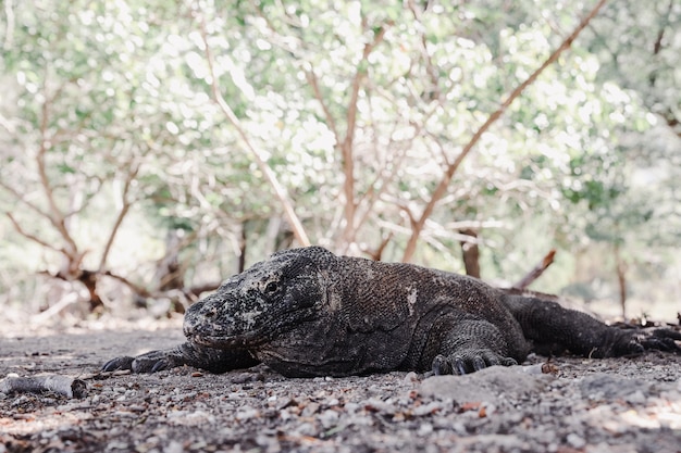 コモド島ラブハンバジョインドネシアの地面に横たわる珍しいコモドドラゴン