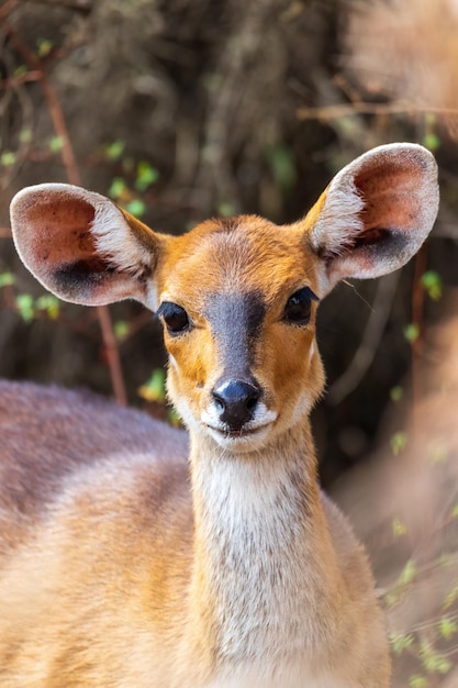 Photo rare menelik bushbuck ethiopia africa wilderness