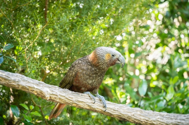 Rare native kaka parrots sitting on the branch in green forest frontal view new zealand