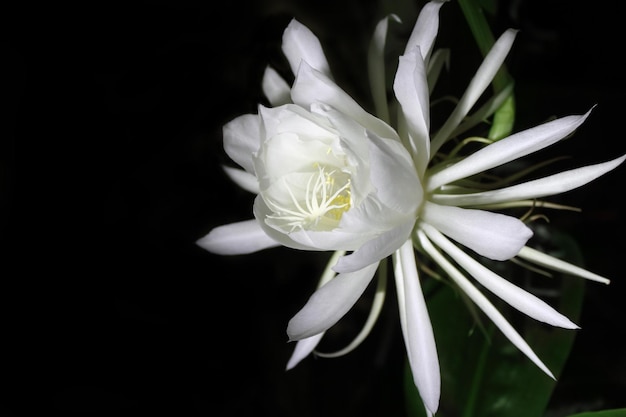 夜の珍しい夜の女王の花