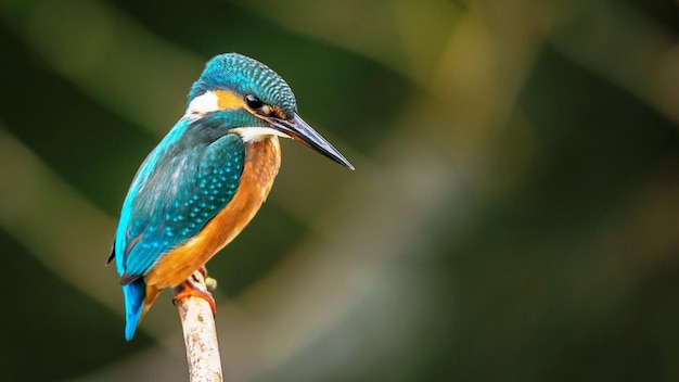 Rare pic of a cute King fisher