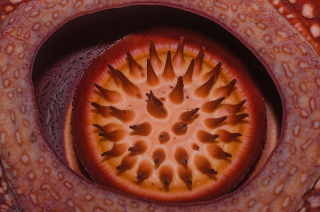 Rare Rafflesia Arnoldii in close up and detail