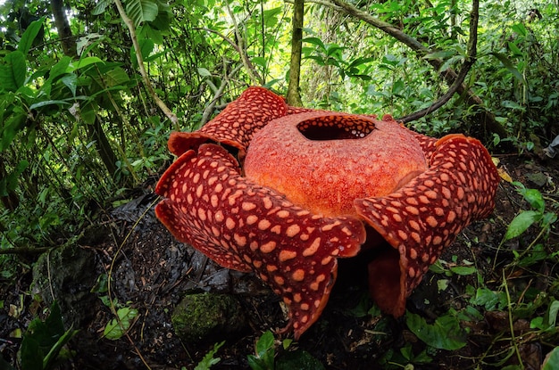 Rare Rafflesia Arnoldii in close up and detail