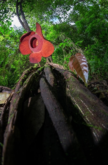 클로즈업과 디테일의 희귀 Rafflesia Arnoldii
