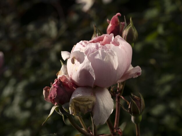 Rare rose flower at cultivation garden species Brother Cadfael