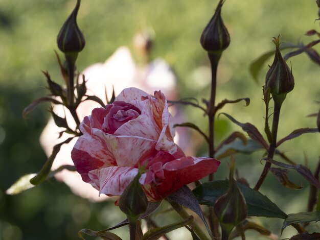 Foto fiore di rosa raro nella specie da giardino di coltivazione edgar degas