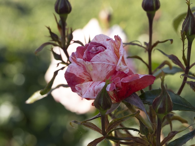 Foto fiore di rosa raro nella specie da giardino di coltivazione edgar degas