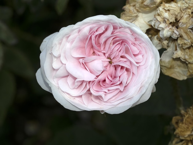 Rare rose flower at cultivation garden species Felicite Parmentier