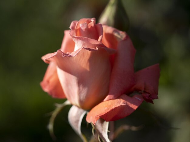 Rare rose flower at cultivation garden species Folklore