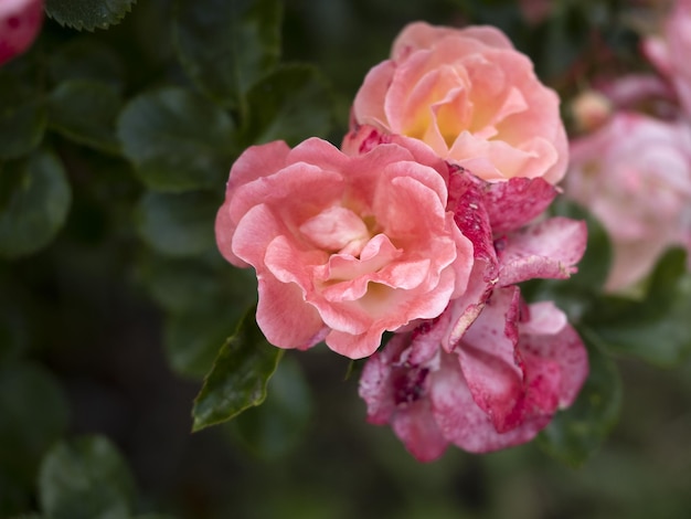 Rare rose flower at cultivation garden species Peach Compact