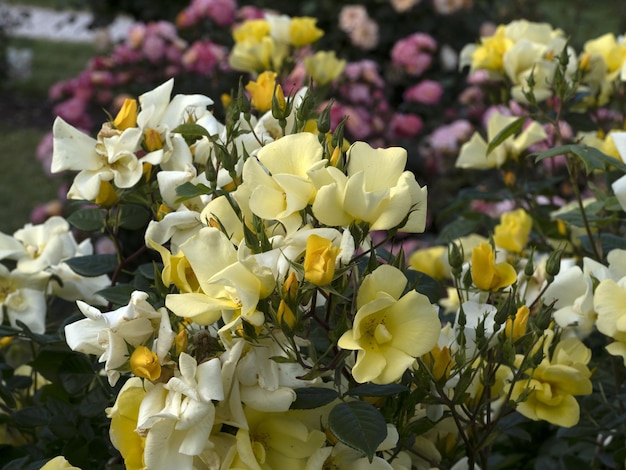 Rare rose flower at cultivation garden species